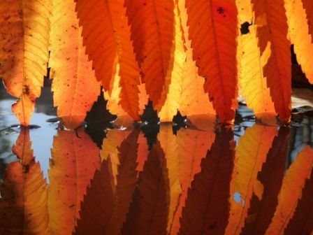 Instalacja zatytułowany „Feuilles de sumac” autorstwa Alain Bernegger, Oryginalna praca