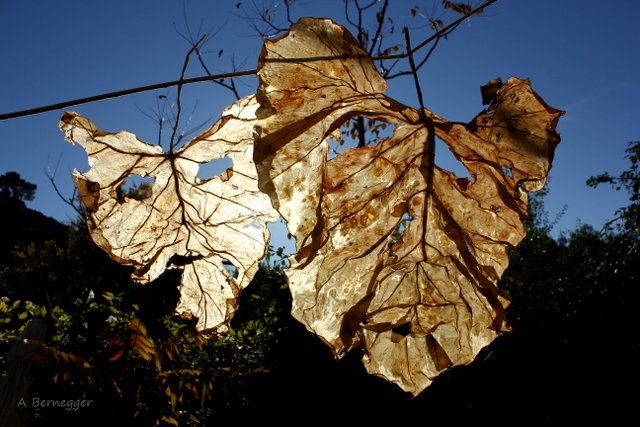 Installation intitulée "Masques en feuilles" par Alain Bernegger, Œuvre d'art originale