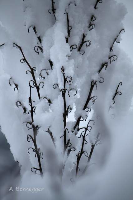 Installation intitulée "Végétaux et neige" par Alain Bernegger, Œuvre d'art originale