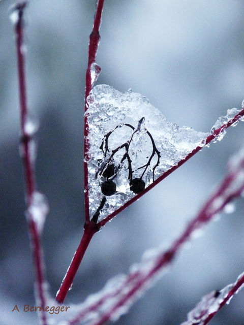 Photographie intitulée "Végétaux et neige" par Alain Bernegger, Œuvre d'art originale