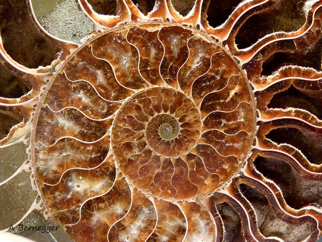 「Ammonite」というタイトルの写真撮影 Alain Berneggerによって, オリジナルのアートワーク