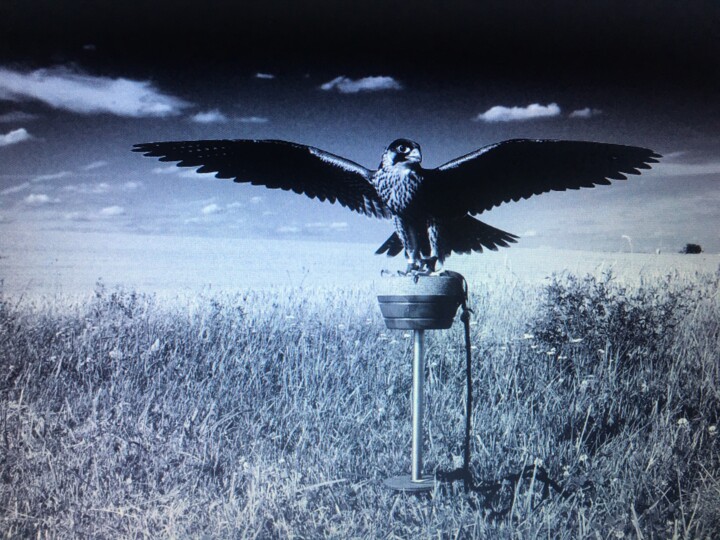 Collages titled "Falcon" by Bernie Spielmann, Original Artwork, Digital Photography