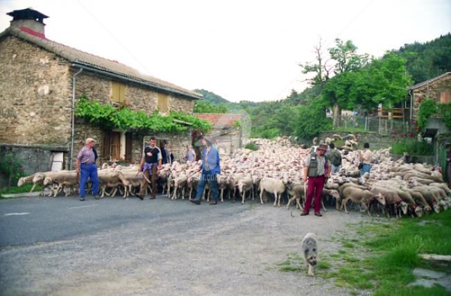 Photography titled "Transhumance passag…" by Michel Bettendroffer, Original Artwork