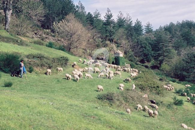 Photographie intitulée "Berger en Cévennes…" par Michel Bettendroffer, Œuvre d'art originale