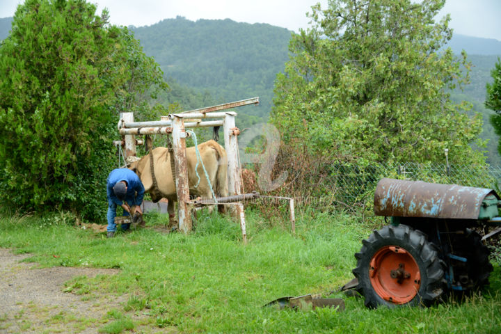 Photography titled "Michel, paysan du d…" by Michel Bettendroffer, Original Artwork