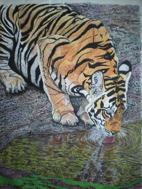 Painting titled "Tiger Drinking" by Bhagvati Nath, Original Artwork, Other