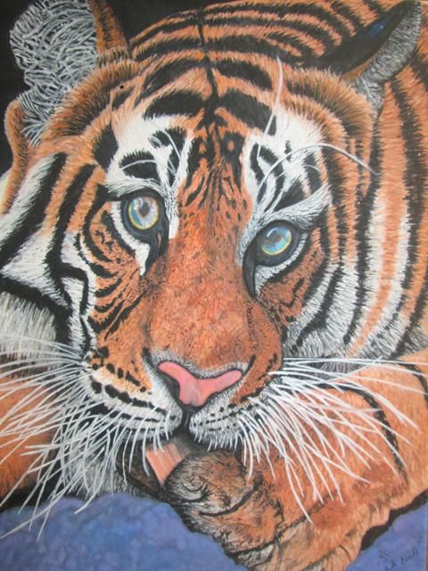 Painting titled "Tiger Licking Paw" by Bhagvati Nath, Original Artwork, Other