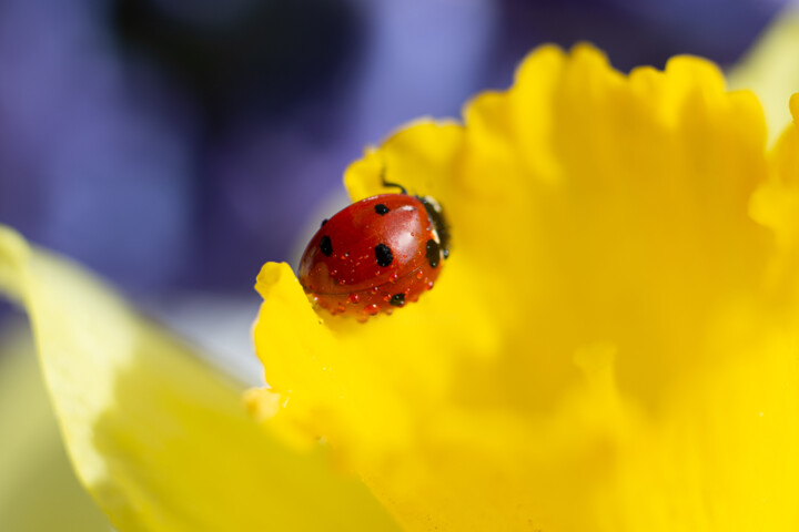Photographie intitulée "Ladybug on flower,m…" par Bidzilia, Œuvre d'art originale, Photographie numérique