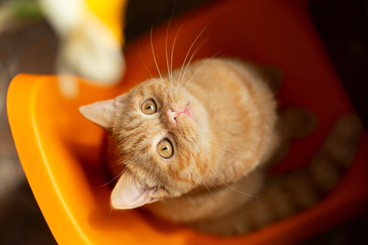 Photographie intitulée "Top view ginger kit…" par Bidzilia, Œuvre d'art originale, Photographie numérique