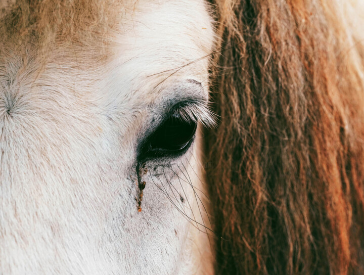 Fotografia zatytułowany „Horse Portrait” autorstwa Bilge Paksoylu, Oryginalna praca, Fotografia cyfrowa