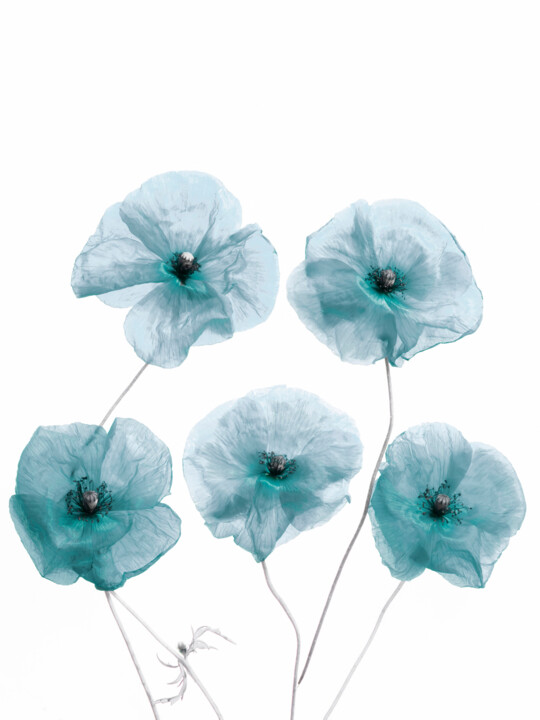 Fotografie getiteld "Blue Poppies" door Bilge Paksoylu, Origineel Kunstwerk, Digitale fotografie