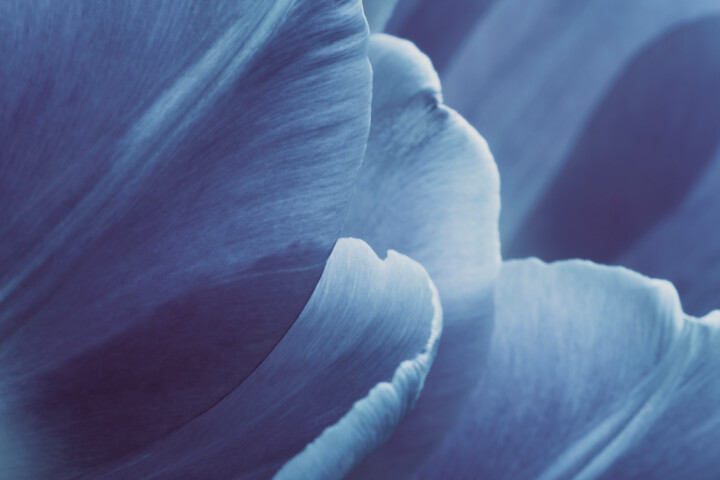 Photography titled "Blue Macro Petals 2" by Bilge Paksoylu, Original Artwork, Digital Photography