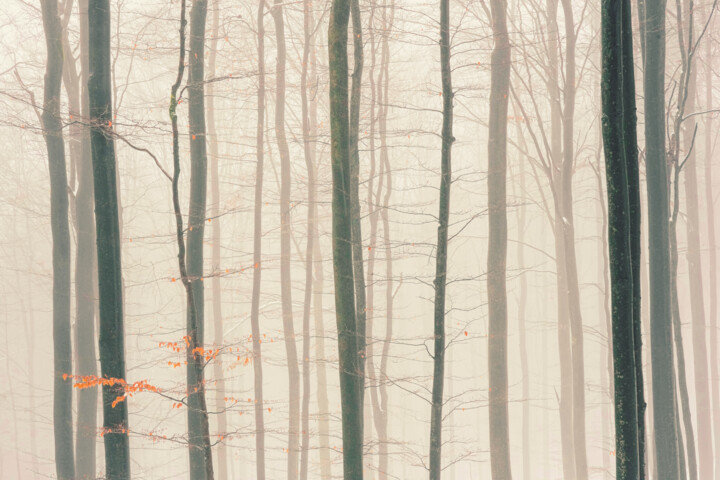 Фотография под названием "Dreamy Winter Fores…" - Bilge Paksoylu, Подлинное произведение искусства, Цифровая фотография
