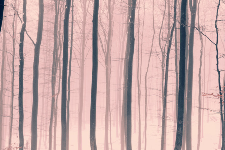 Photographie intitulée "Dreamy Forest Photo…" par Bilge Paksoylu, Œuvre d'art originale, Photographie numérique