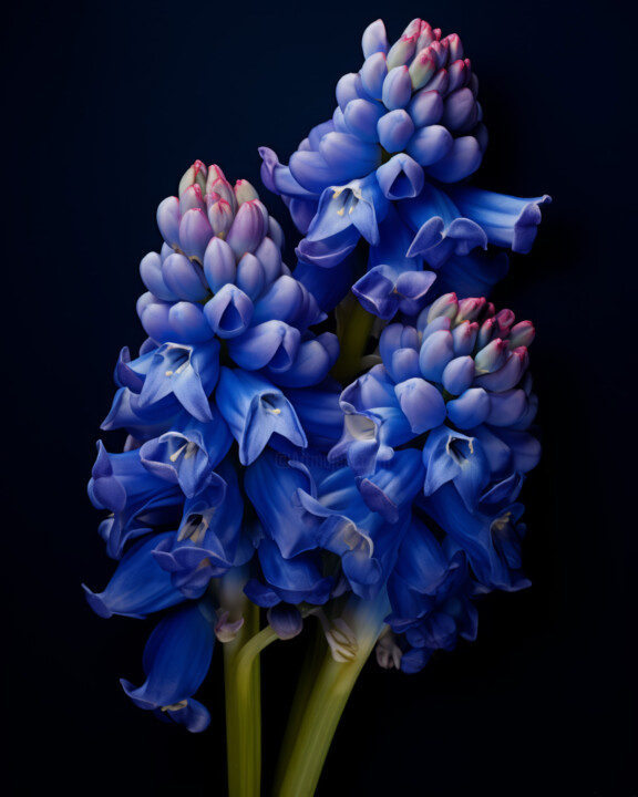 Цифровое искусство под названием "Macro Purple Flower…" - Bilge Paksoylu, Подлинное произведение искусства, Изображение, сге…