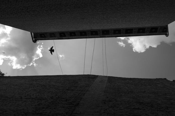 Photographie intitulée "Flying crow" par Andrii Bilonozhko, Œuvre d'art originale, Photographie non manipulée