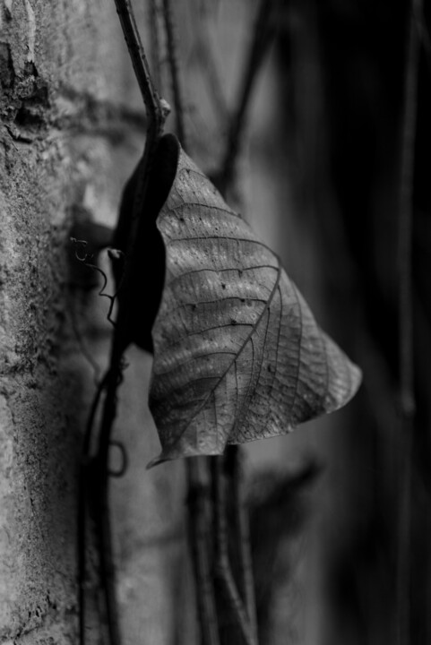 Photography titled "Leaf" by Andrii Bilonozhko, Original Artwork, Non Manipulated Photography