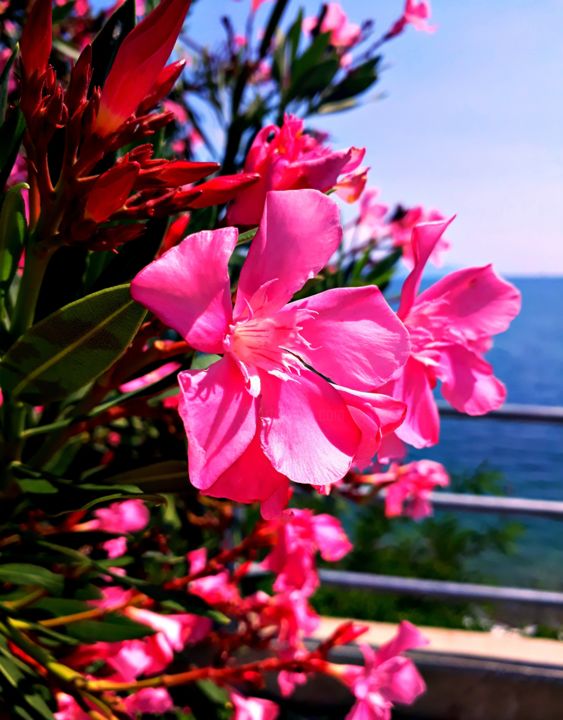 Fotografia intitolato "Pink Flowers" da Birdsofgalaxy Life, Opera d'arte originale, Fotografia digitale