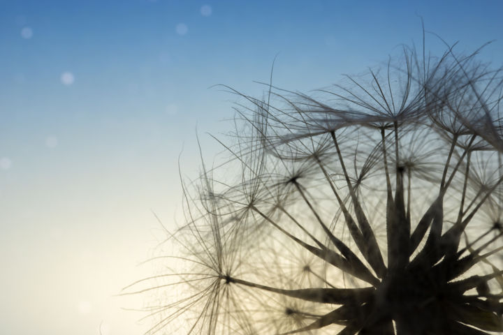 Фотография под названием "Dandelion" - Mariya Obidina, Подлинное произведение искусства, Цифровая фотография