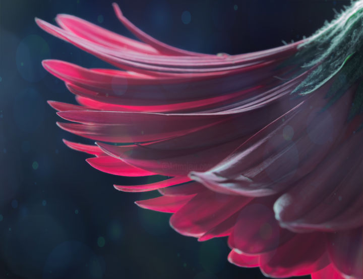 Фотография под названием "Gerbera" - Mariya Obidina, Подлинное произведение искусства, Цифровая фотография