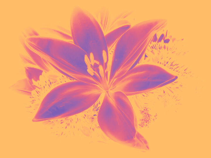 Druckgrafik mit dem Titel "Pastel Lilies" von Lewis Freitag, Original-Kunstwerk, Digitaldruck Auf Keilrahmen aus Holz montie…