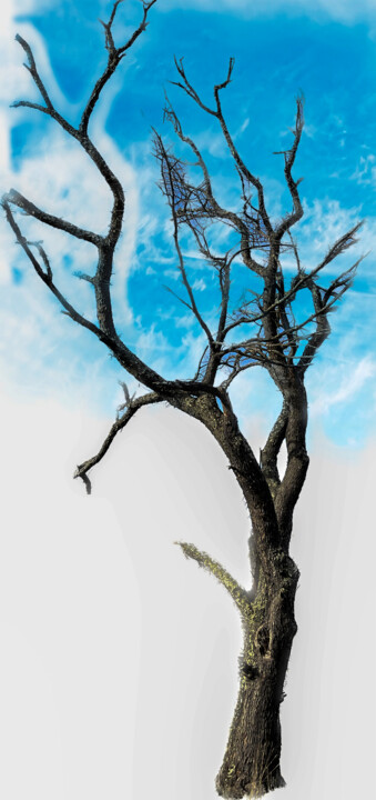 Printmaking titled "Tree" by Lewis Freitag, Original Artwork, Digital Print Mounted on Wood Stretcher frame