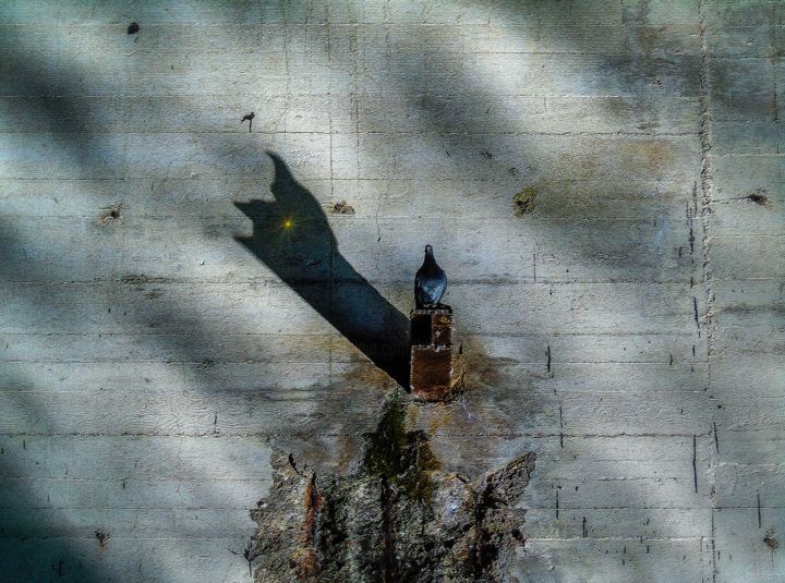 Photographie intitulée "LE PIGEON VOYAGEUR…" par Blaise Lavenex, Œuvre d'art originale