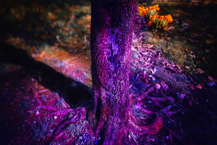 Photography titled "Ultraviolet trunk a…" by ‘Blame’ Mr Ken, Original Artwork, Manipulated Photography