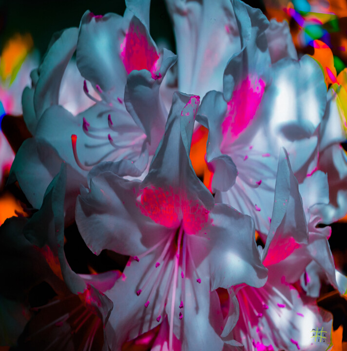 Photography titled "The Flowering Infer…" by ‘Blame’ Mr Ken, Original Artwork, Digital Photography