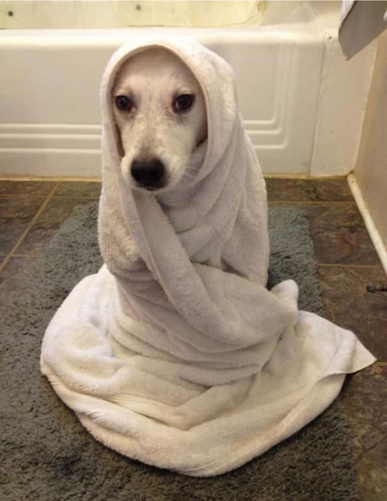 Photography titled "THE DOG BTK III 2016" by Blanca Emmerich, Original Art, Digital Photography
