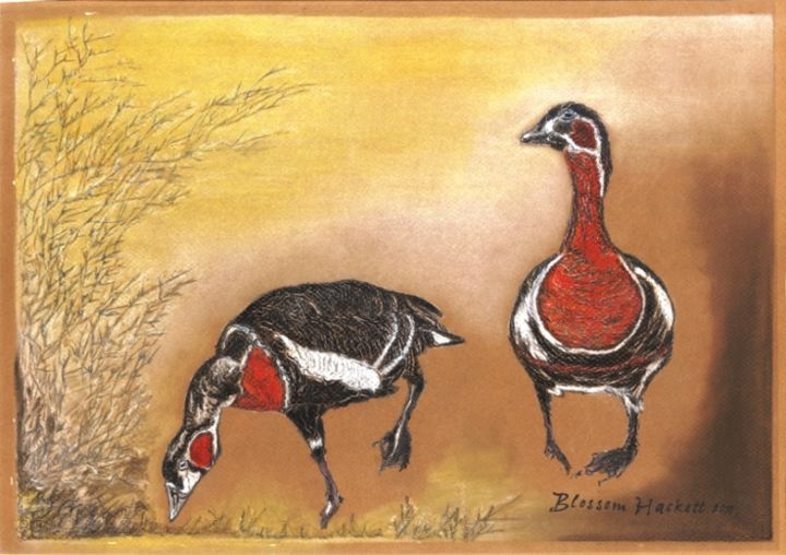 Drawing titled "redbreastedgoose.jpg" by Blossom Hackett, Original Artwork, Pastel