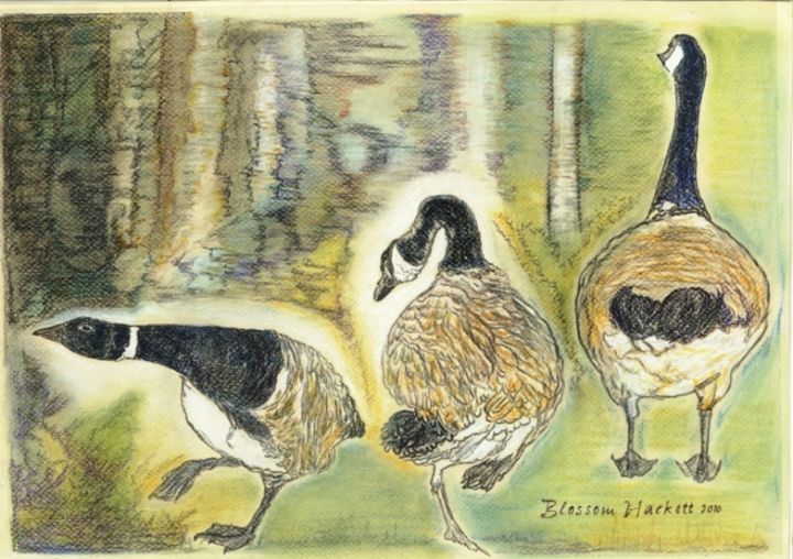 Drawing titled "canadageese.jpg" by Blossom Hackett, Original Artwork, Pastel