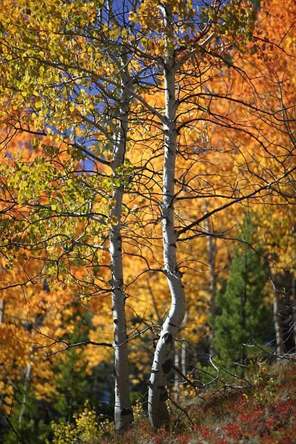 Photography titled "Aspens in Fall Color" by Mike Shipman, Original Artwork