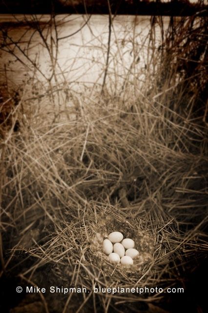 Fotografie getiteld "Snake River Eggs" door Mike Shipman, Origineel Kunstwerk