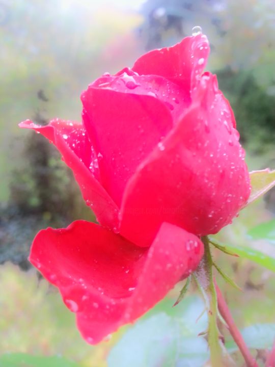Rose Dautomne Photography By Mbl Artmajeur