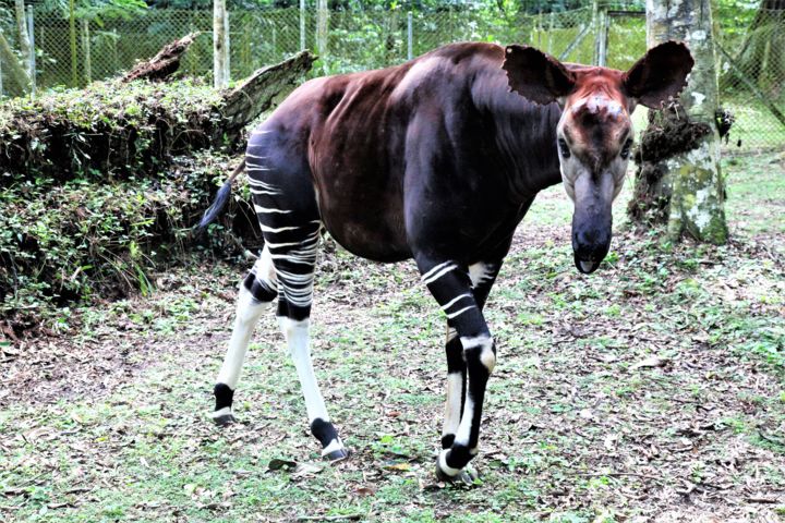 Photography titled "Okapi. Giraffe + Ze…" by Boris Davidovich, Original Artwork, Digital Photography