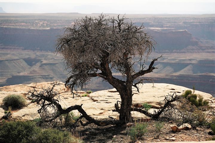 Photography titled "A tree with a hard…" by Boris Davidovich, Original Artwork, Digital Photography