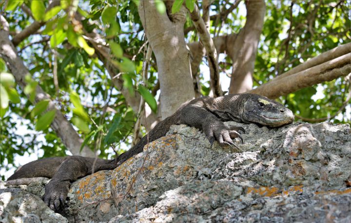 Photography titled "Resting varan. Ring…" by Boris Davidovich, Original Artwork