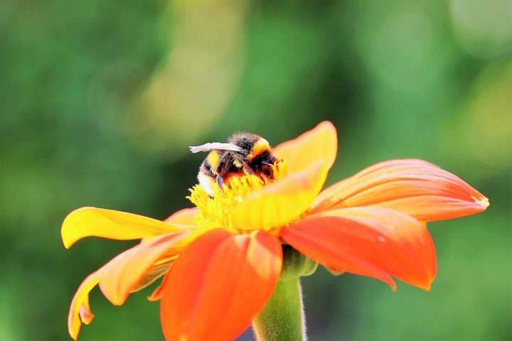 Fotografie getiteld "Bumblebee and Flowe…" door Boris Davidovich, Origineel Kunstwerk, Digitale fotografie Gemonteerd op Fra…