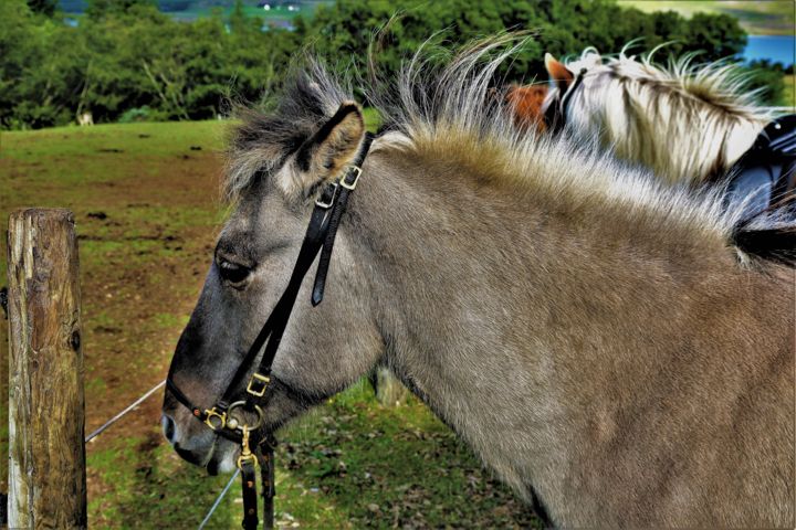 Photography titled "Portrait of a horse…" by Boris Davidovich, Original Artwork