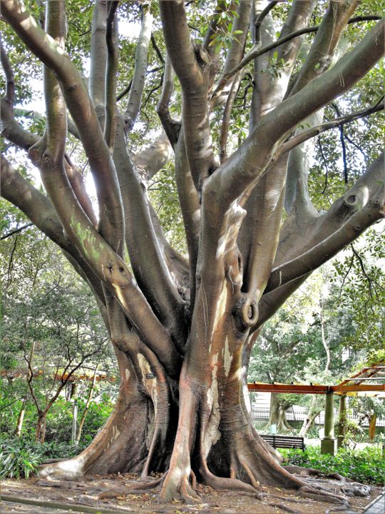 Fotografia intitulada "Multi-child tree. B…" por Boris Davidovich, Obras de arte originais