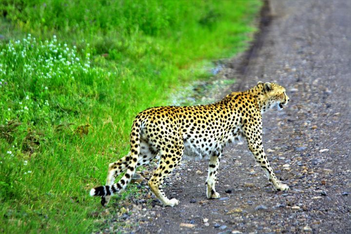 "Pedestrian (cheetah…" başlıklı Fotoğraf Boris Davidovich tarafından, Orijinal sanat, Dijital Fotoğrafçılık