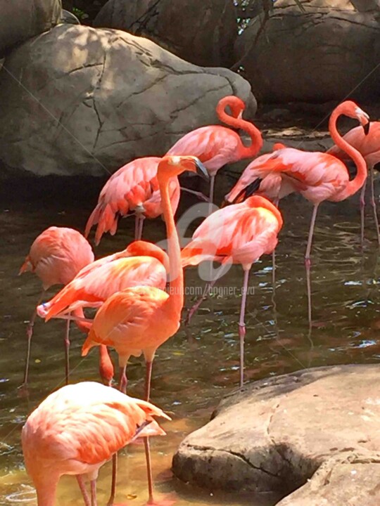 Fotografie mit dem Titel "Flamingos" von Bogner Eva, Original-Kunstwerk, Digitale Fotografie
