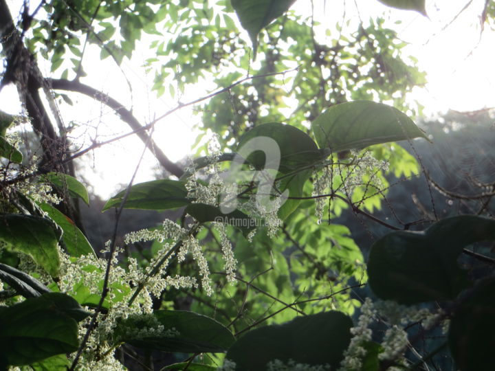 Photography titled "la fin de l'été" by Jean Louis Boguet, Original Artwork