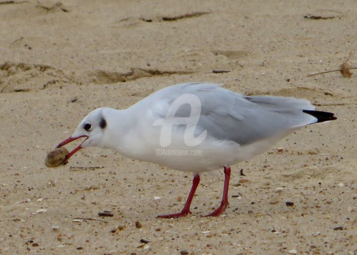 Photography titled "mouette gourmande" by Jean Louis Boguet, Original Artwork