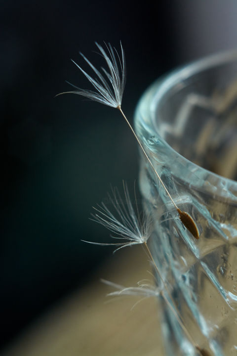 Photographie intitulée "Dandelion fluffs" par Ekaterina Bokova, Œuvre d'art originale, Photographie numérique