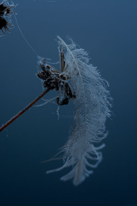 Photography titled "feather in the fog" by Ekaterina Bokova, Original Artwork, Digital Photography