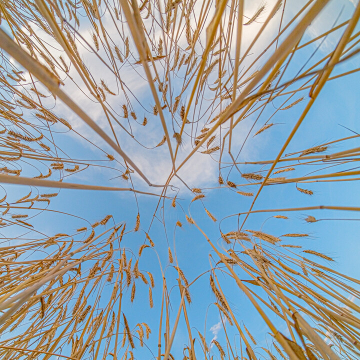 Fotografía titulada "wheat 4" por Boris Belkania, Obra de arte original, Fotografía digital
