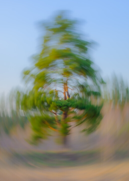 "Tree pine" başlıklı Fotoğraf Boris Belkania tarafından, Orijinal sanat, Dijital Fotoğrafçılık