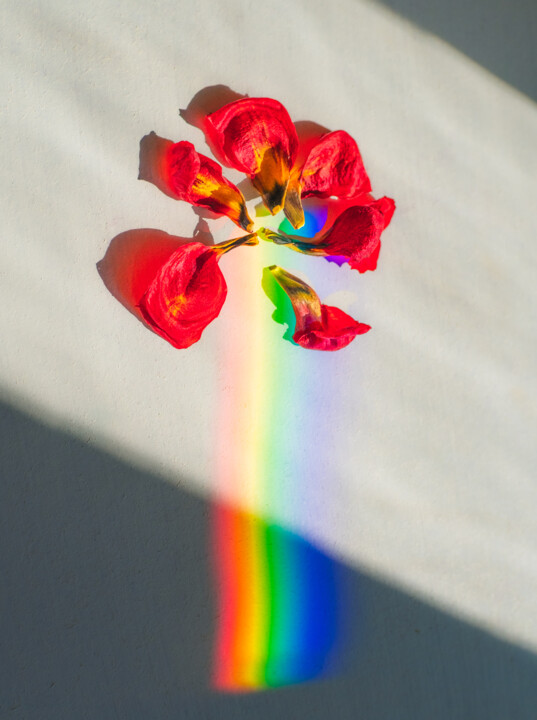 "petals" başlıklı Fotoğraf Boris Belkania tarafından, Orijinal sanat, Dijital Fotoğrafçılık